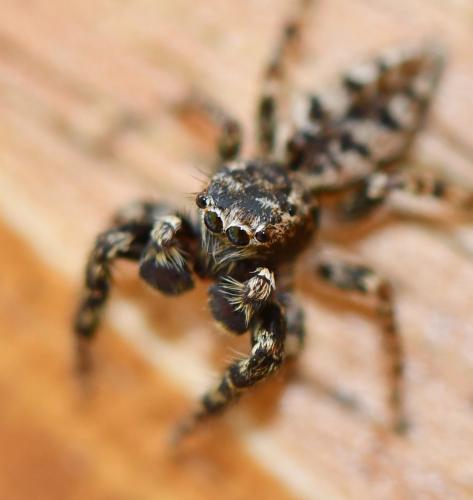 Marpissa muscosa